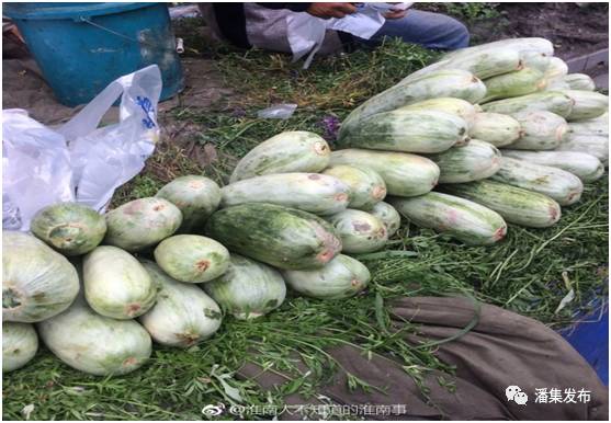【头条】潘集酥瓜已上市，如何鉴别真伪，看这里